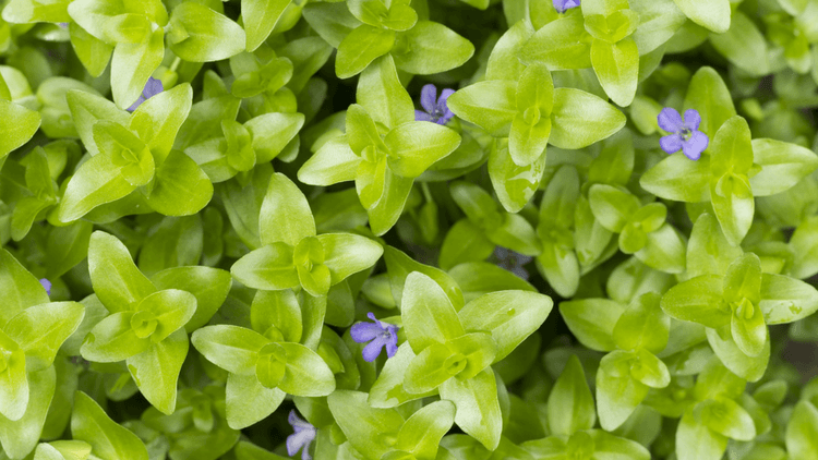 What Is Bacopa Monnieri And What Does It Do?